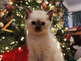 Tonkinese cats Gorgeous Tonkdoll kittens - Advert 4