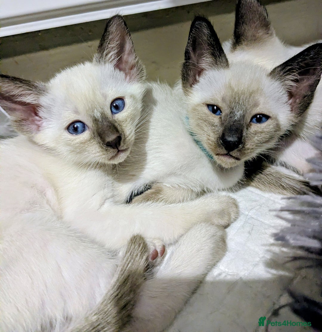 Siamese cats for sale: 6 little monkeys 🩷🩵 - Advert 3