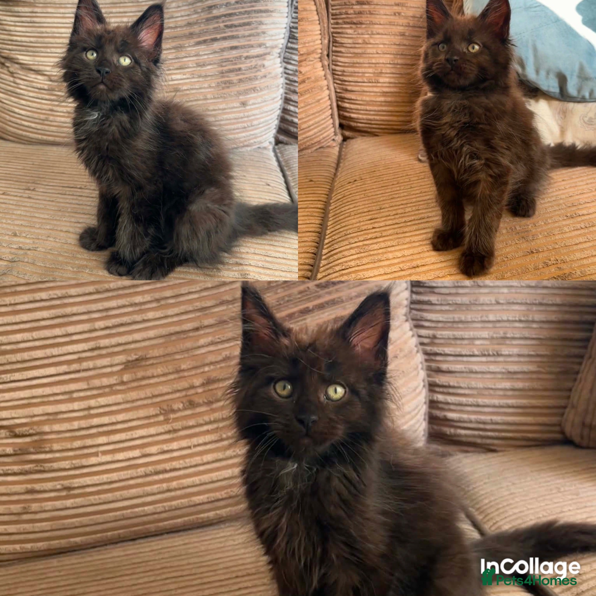 Maine Coon cats 2 BOYS BLACK SMOKE MAINE COON KITTENS 🐾 - Advert 2