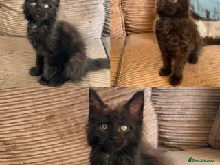 Maine Coon cats 2 BOYS BLACK SMOKE MAINE COON KITTENS 🐾 - Advert 2
