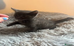 Bengal cats for sale: British shorthair kittens  - Image 8