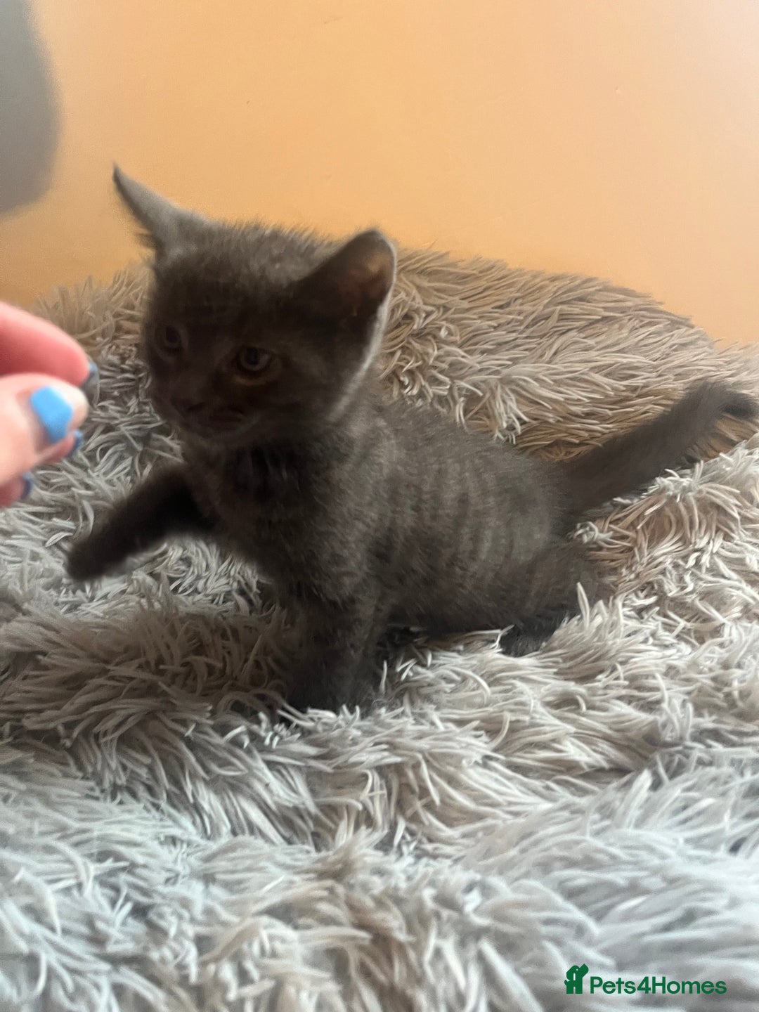 Bengal cats for sale: British shorthair kittens  - Image 8