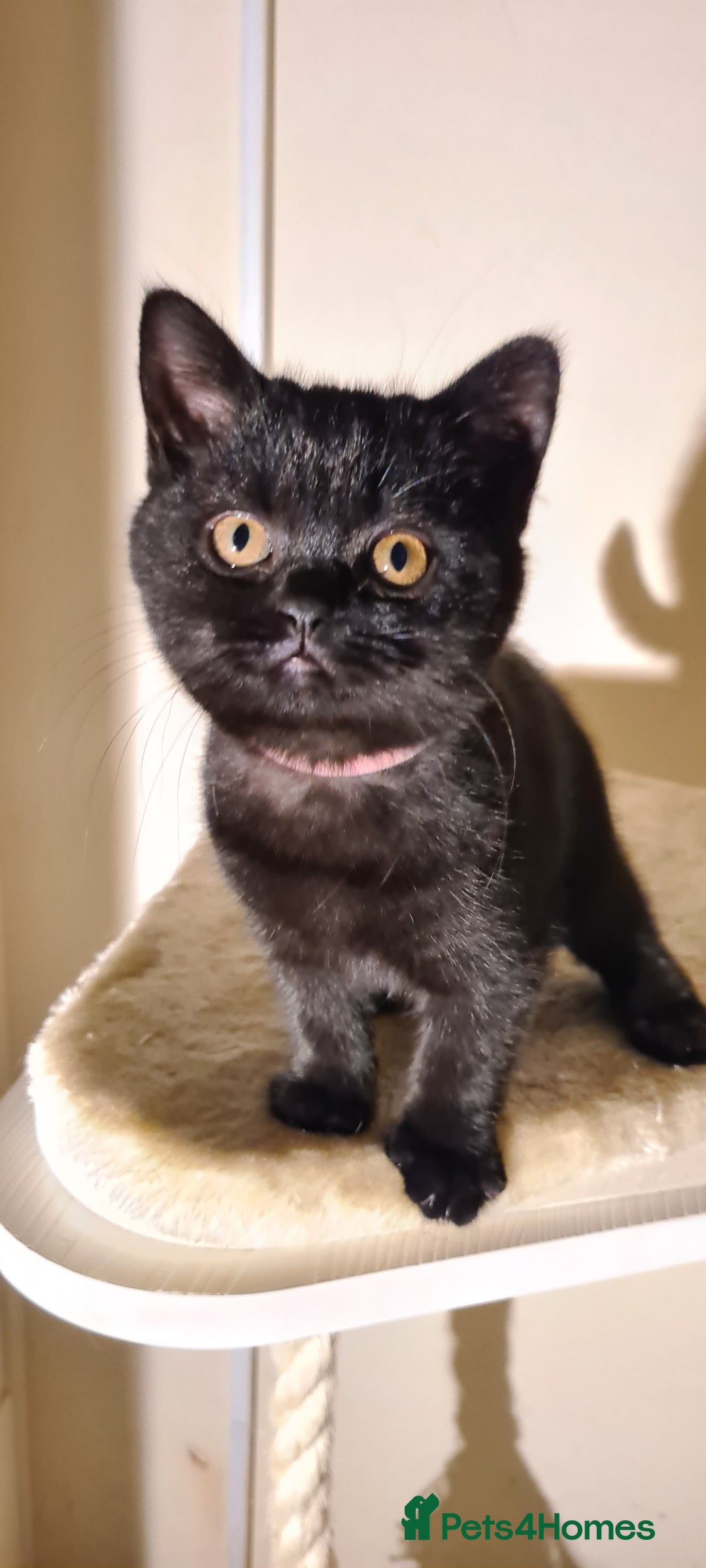 British Shorthair cats for sale: British shorthair black and blue kittens - Advert 39