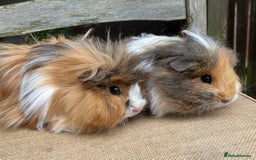 Guinea Pig rodents for sale: Lovely baby girls - Image 7