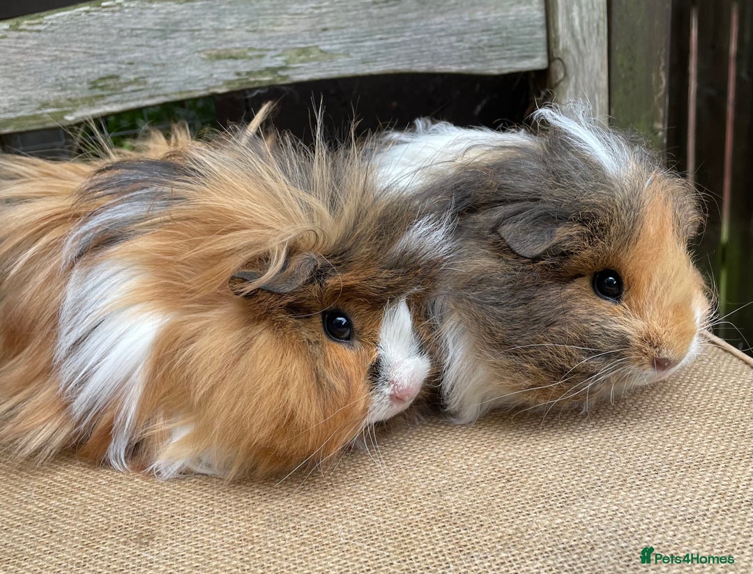 Guinea Pig rodents for sale: Lovely baby girls - Image 7