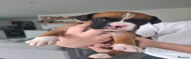 Boxer Puppy 1
