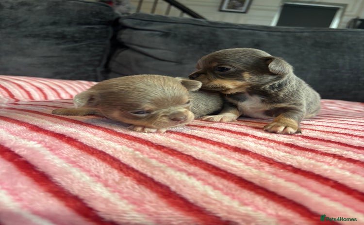Chihuahua dogs 4 Stunning Chihauhau Boys - 2 Lilac & 2 Blue💜💙 - Advert 6