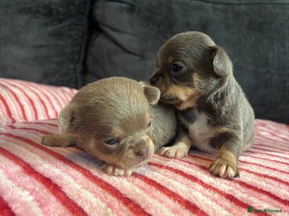 Chihuahua dogs 4 Stunning Chihauhau Boys - 2 Lilac & 2 Blue💜💙 - Advert 7