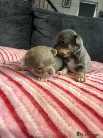 Chihuahua dogs 4 Stunning Chihauhau Boys - 2 Lilac & 2 Blue💜💙 - Advert 6