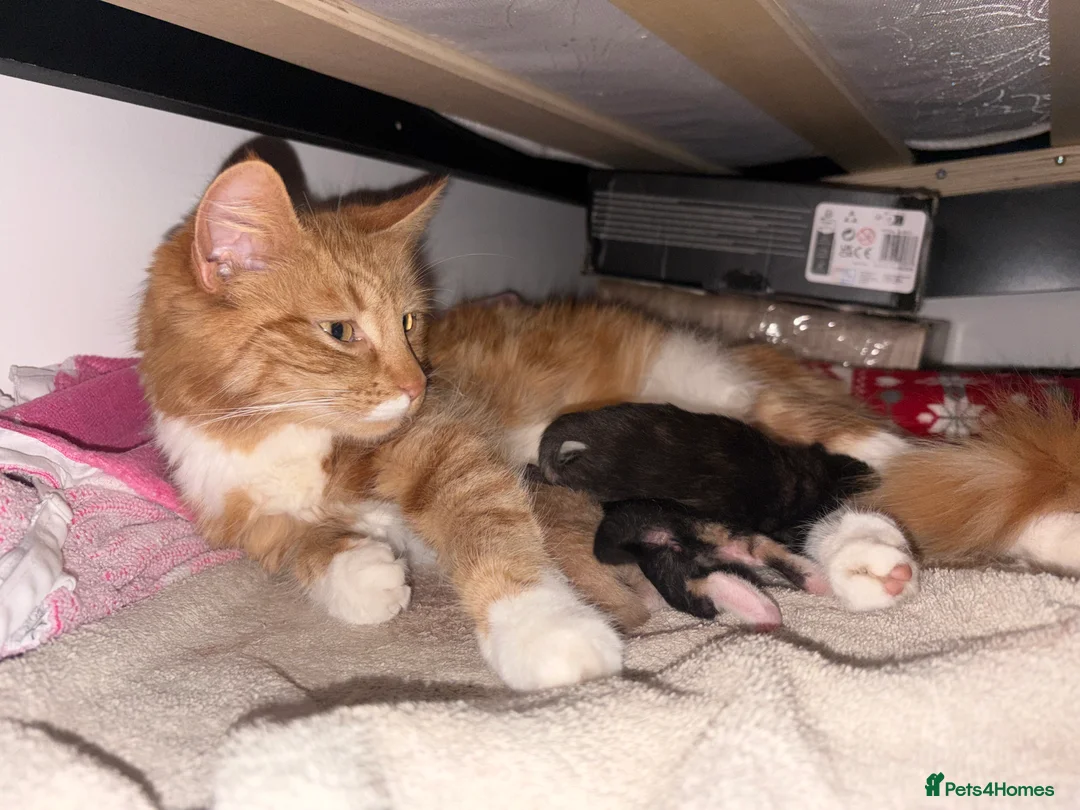 Mixed Breed cats for sale: Beautiful kittens - Advert 2