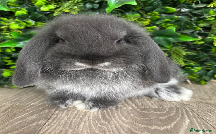Mini Lop rabbits - Advert 3
