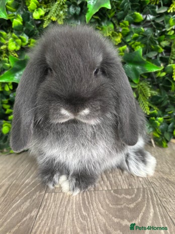 Mini Lop rabbits - Advert 13