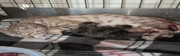 Bengal cats for sale: Bengal charcoal silver kittens from snow linx  - Advert 7
