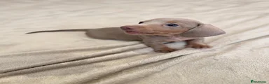 Dachshund 2