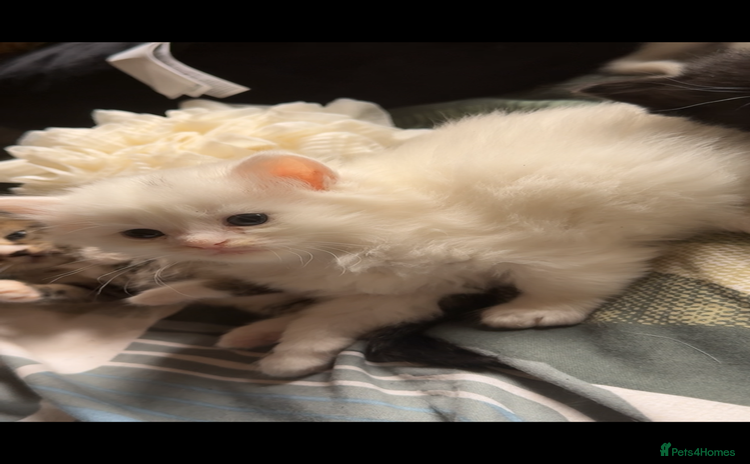 British Shorthair cats - Advert 13