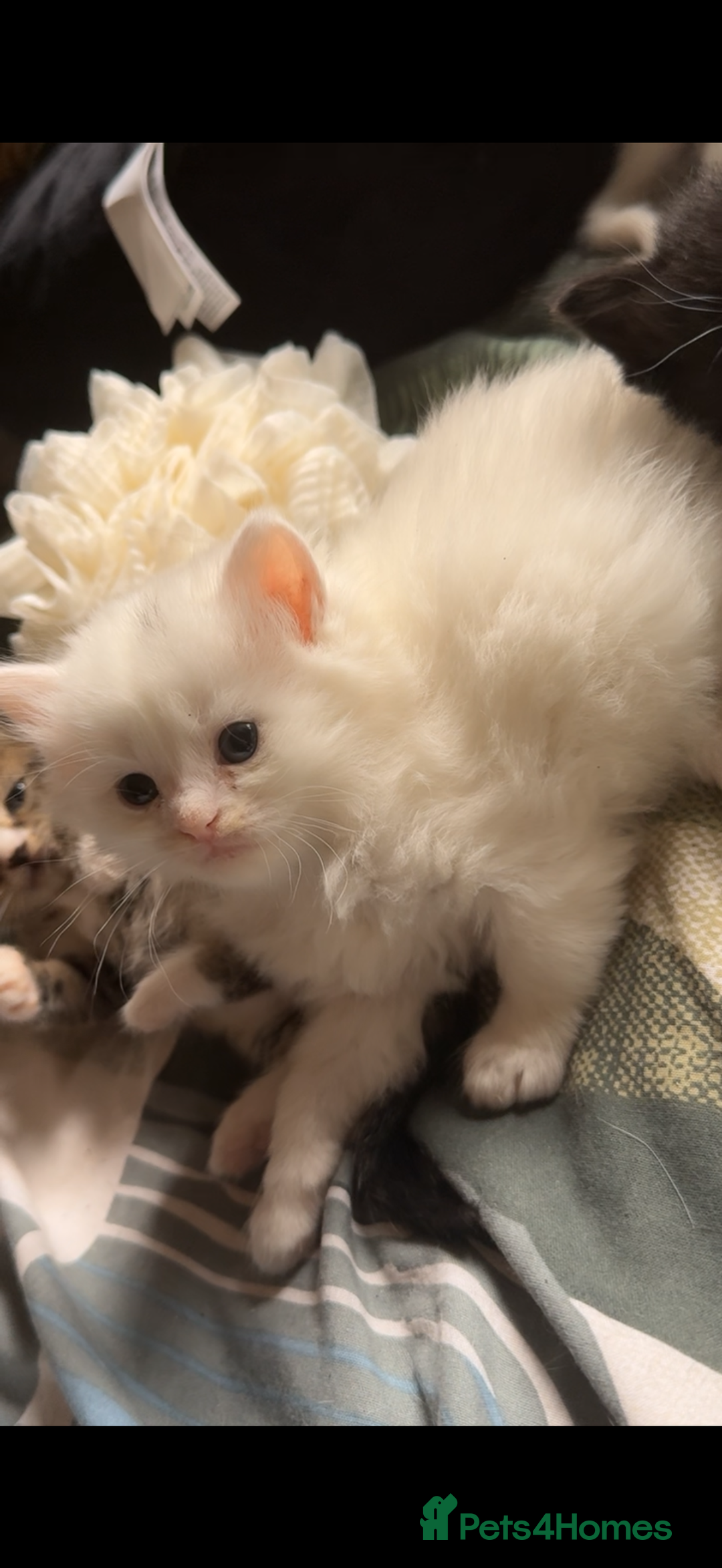 British Shorthair cats for sale: mixed british short hair kitten  - Image 1