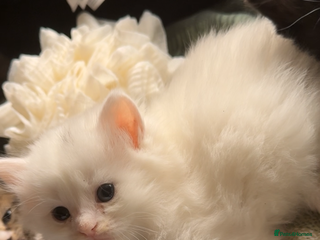 British Shorthair cats - Advert 3