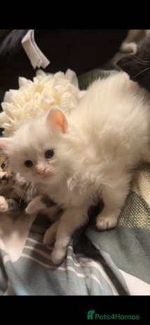 British Shorthair cats - Advert 7