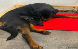 Rottweiler dogs for sale: 🦍🖤🤎KC REG 5 star breeders🤎🖤🦍 - Image 9