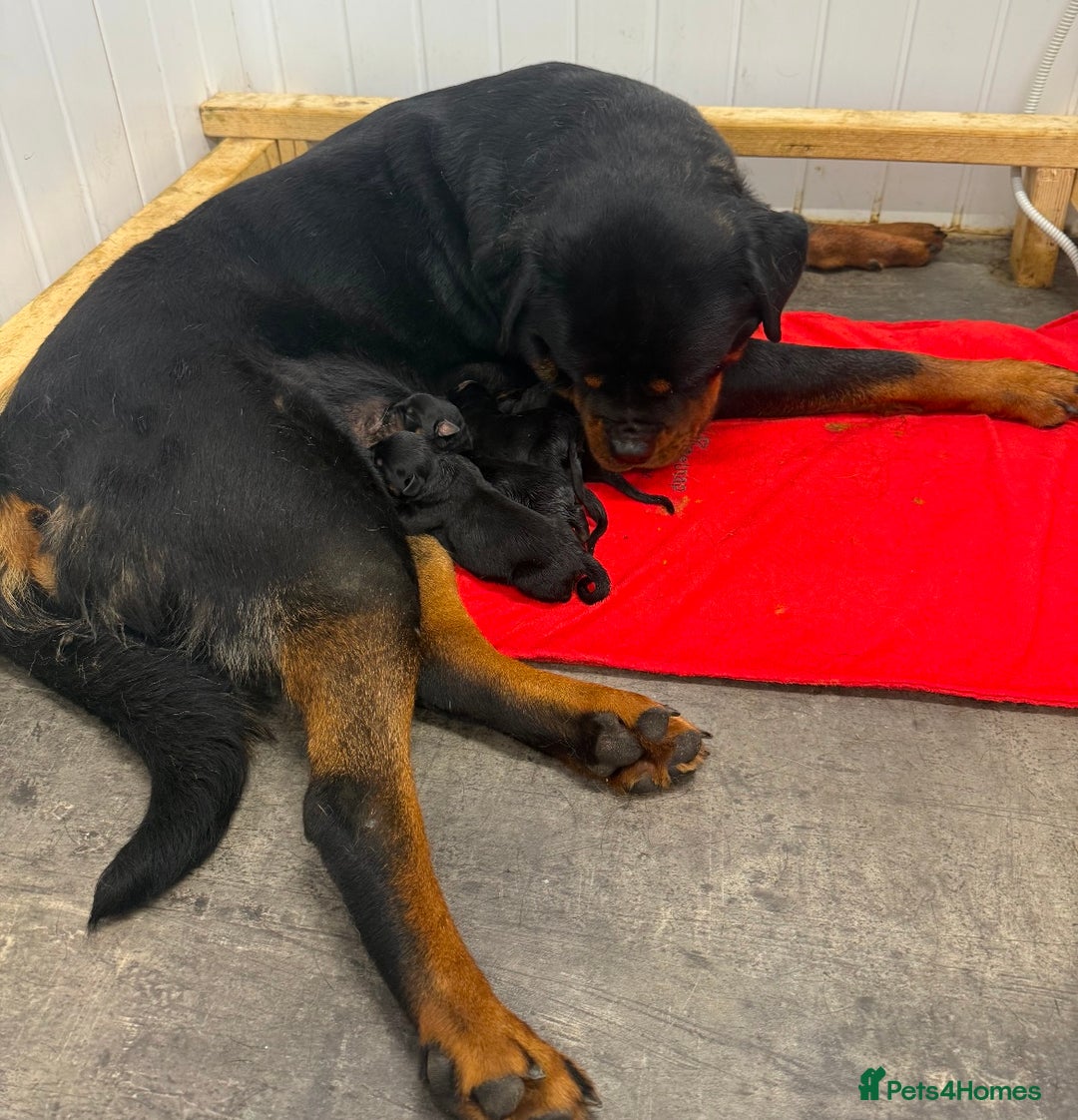 Rottweiler dogs for sale: 🦍🖤🤎KC REG 5 star breeders🤎🖤🦍 - Image 9