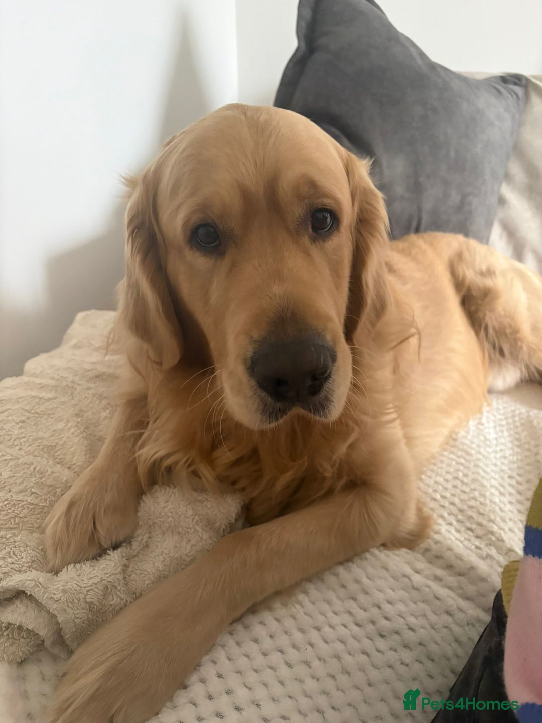 Golden Retriever dogs for sale: Golden Retriever Puppies For Sale - Advert 2