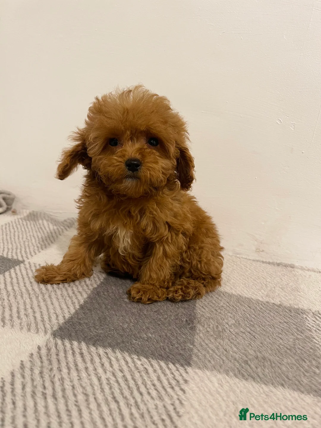 Cavapoo dogs for sale: Beautiful Cavapoo Puppies – Ready for Loving Homes - Advert 10