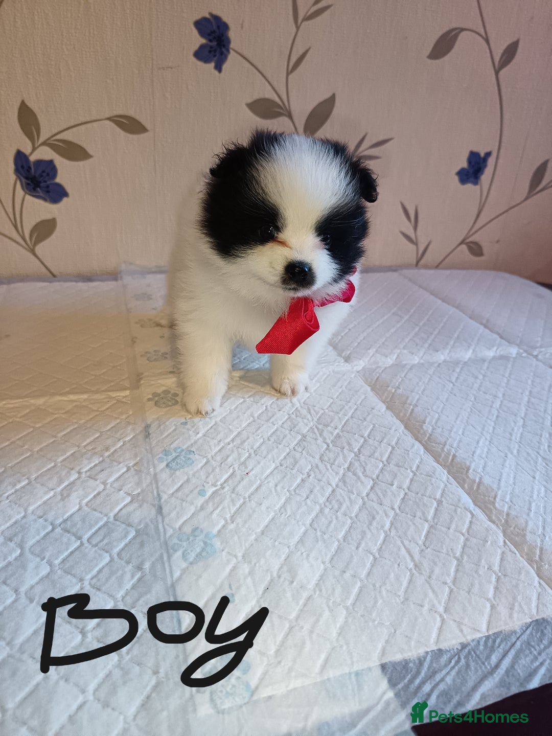 Pomeranian dogs for sale: Barnsley  - Advert 29