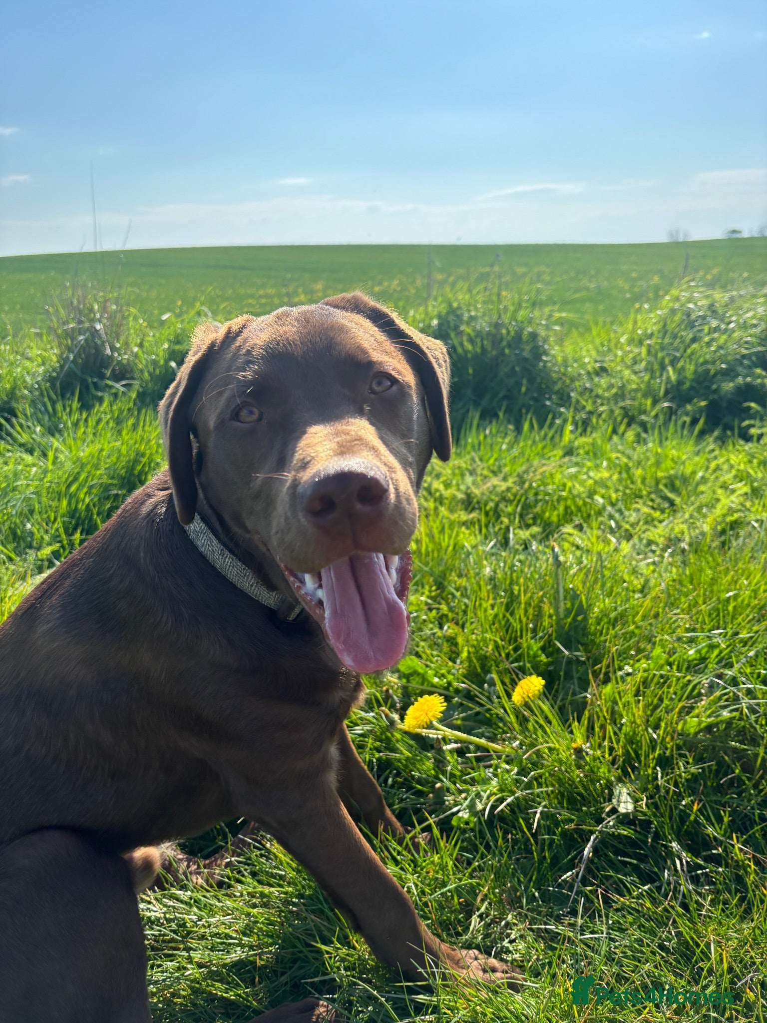 Labrador Retriever dogs Chocolate Labrador  - Advert 10