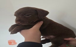 Patterdale Terrier dogs for sale: Chocolate Patterdale terrier pups  - Image 5