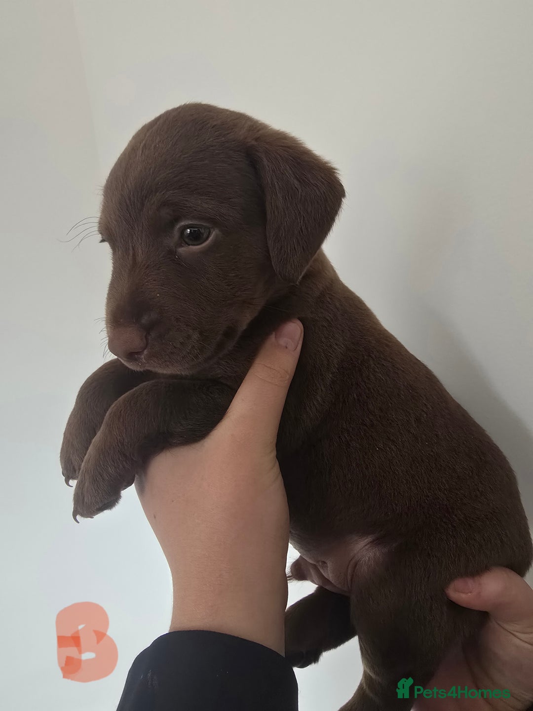 Patterdale Terrier dogs for sale: Chocolate Patterdale terrier pups  - Image 5