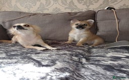 Chihuahua dogs for sale: Pure Chihuahua boy  - Image 2