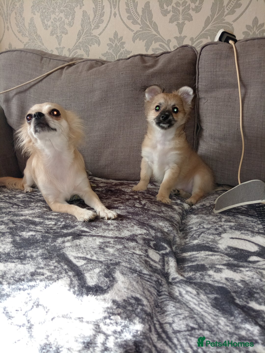 Chihuahua dogs for sale: Pure Chihuahua boy  - Image 2