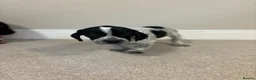 Mixed Breed dogs for sale: (Ready to leave)Cocker X Frenchie puppies in Northwich - Advert 14