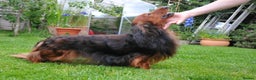 Dachshund dogs for stud: Miniature Long Haired Dachshund PRA 1 Clear KC reg in Peterborough - Advert 6