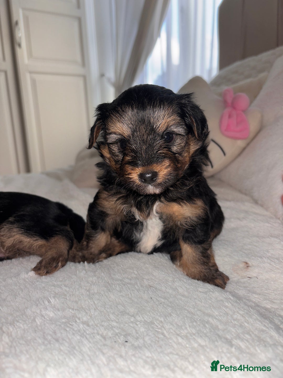 Yorkshire Terrier dogs for sale: Pedigree Yorkshire Terrier - Advert 9