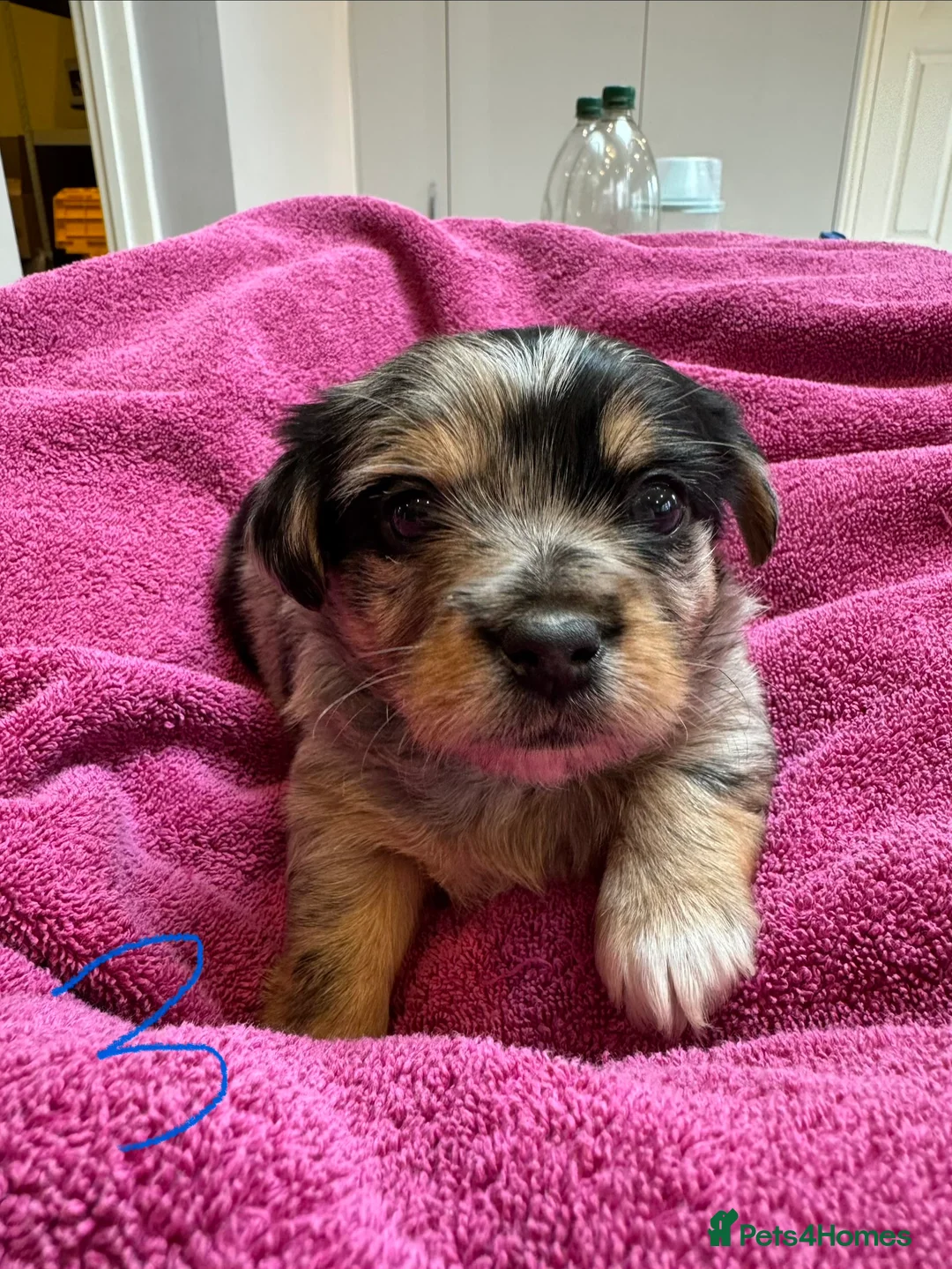 Chorkie dogs for sale: Chorkie Merle puppies ready from 5th March  - Advert 8