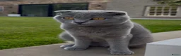 British Shorthair cats for sale: Betsy’s (Scottish fold) babies (British shorthair) in Tadcaster - Advert 6