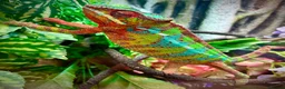 Chameleon reptiles for sale: Male Ambilobe panther chameleon and full set up. - Advert 3