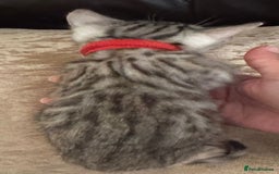 Bengal cats for sale: Pure SBT Charcoal Silver Bengal Kittens  - Image 7