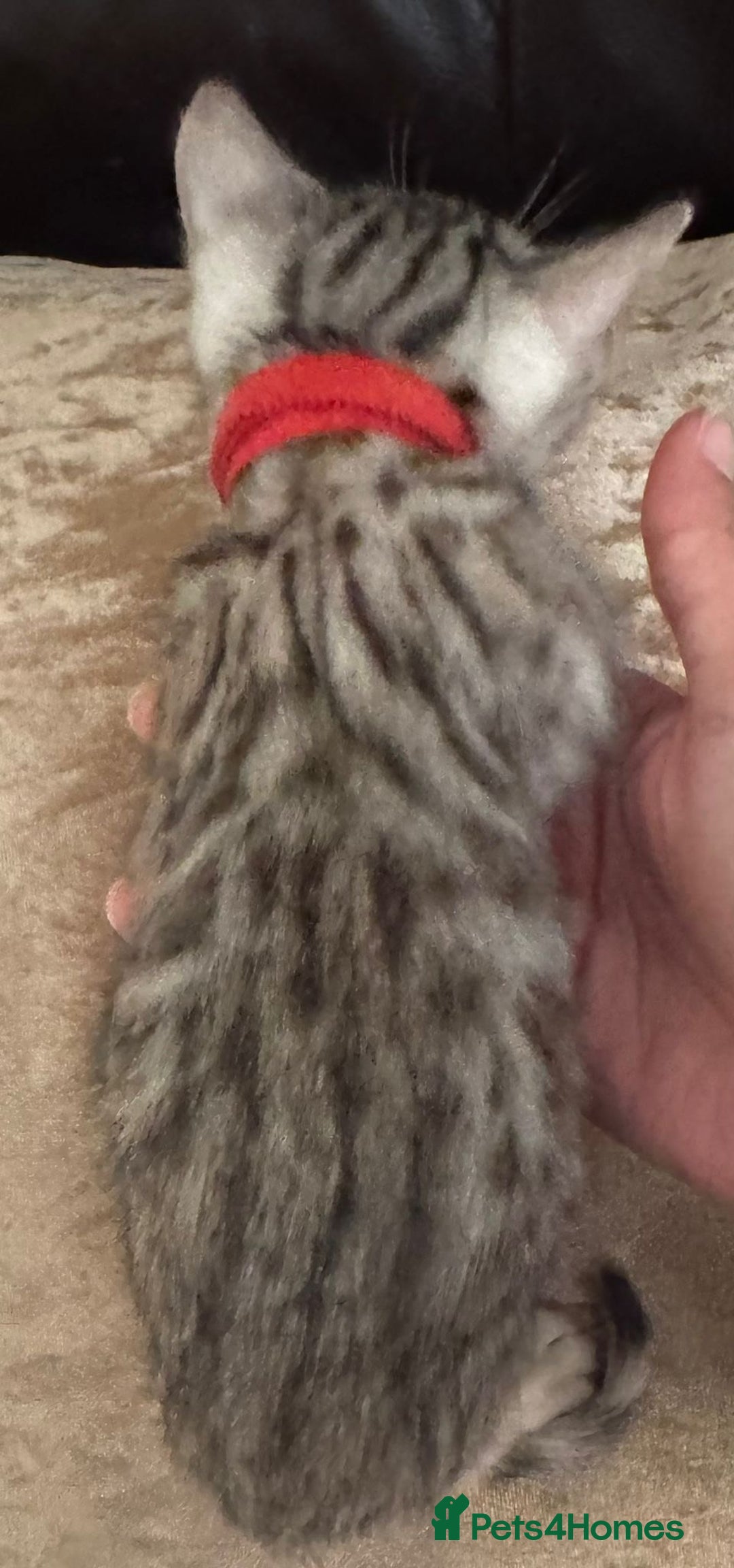 Bengal cats for sale: Pure SBT Charcoal Silver Bengal Kittens  - Image 7
