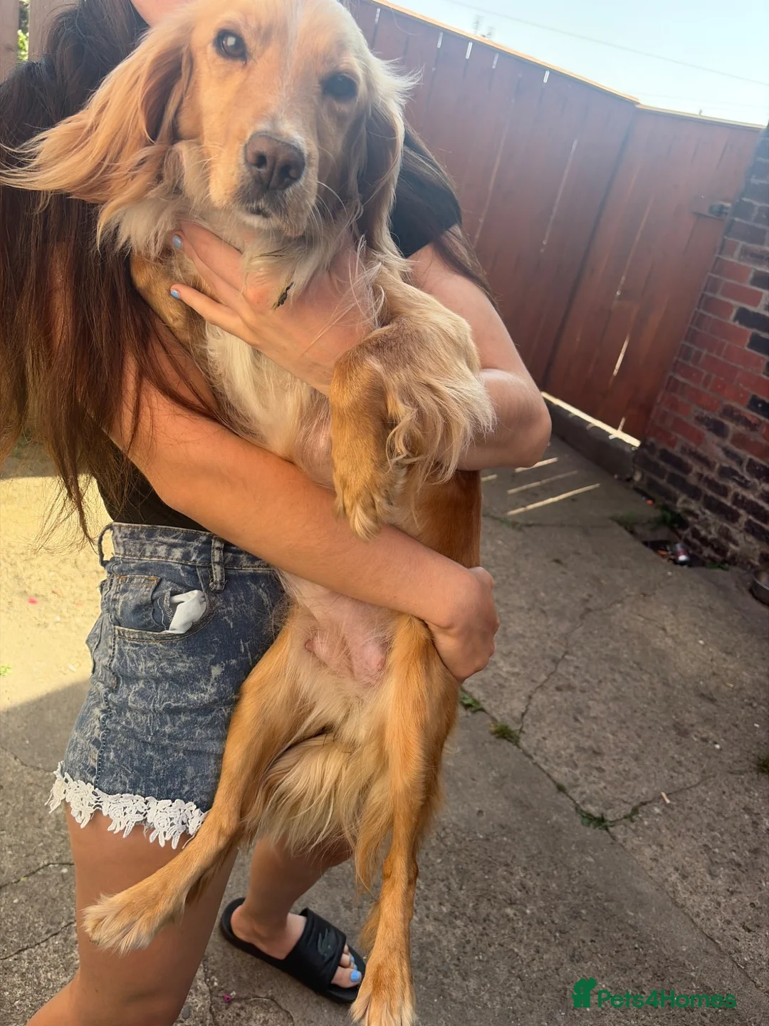 Cocker Spaniel dogs for sale: Cocker spaniel pups  - Advert 1