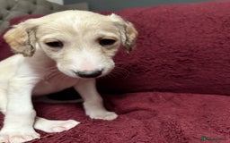 Saluki dogs for sale: Saluki  - Image 9