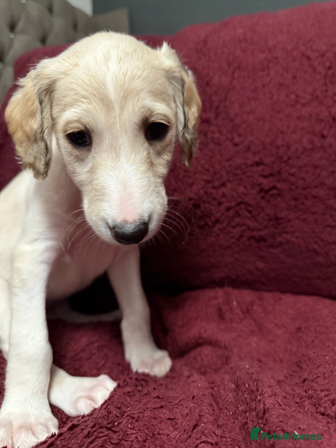 Saluki dogs for sale: Saluki  - Image 9