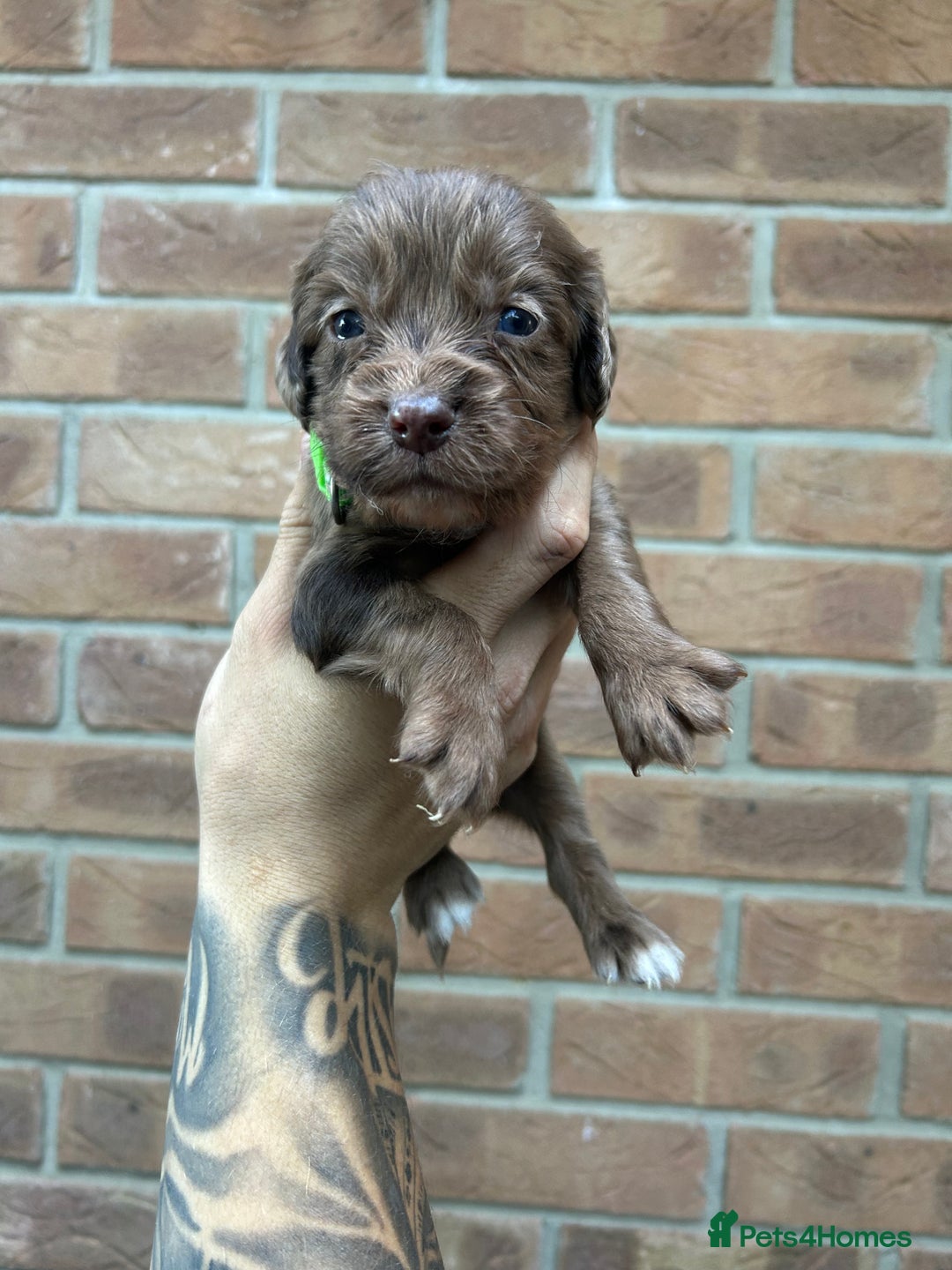 Cocker Spaniel dogs for sale: KC REGISTERED COCKER SPANIELS - Image 4