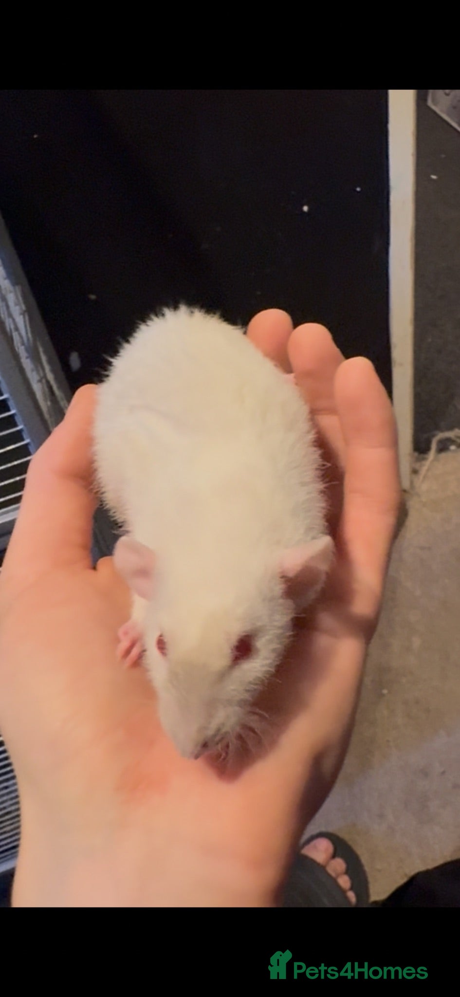 Rat rodents 3 dumbo rats 1 albino - Advert 1