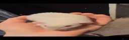 Rat rodents for sale: 3 dumbo rats 1 albino in Birmingham - Advert 1