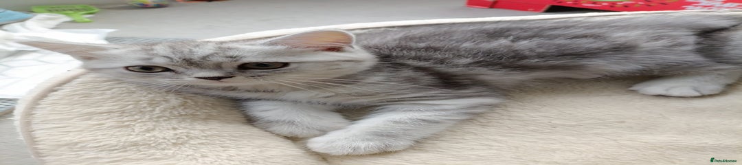 Scottish Fold Kitten 1