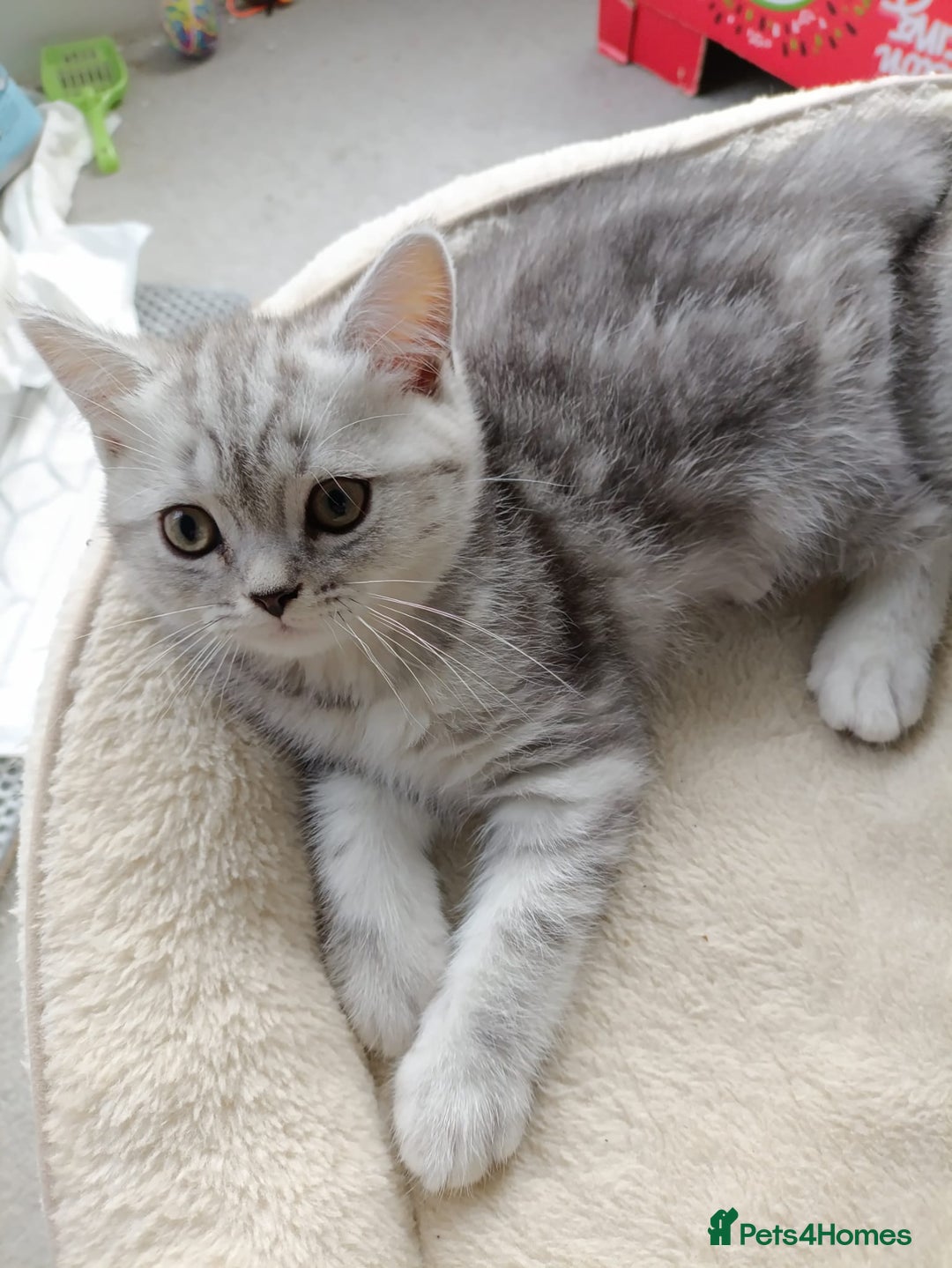 Scottish Fold cats for sale: Scottish fold kittens  - Image 7
