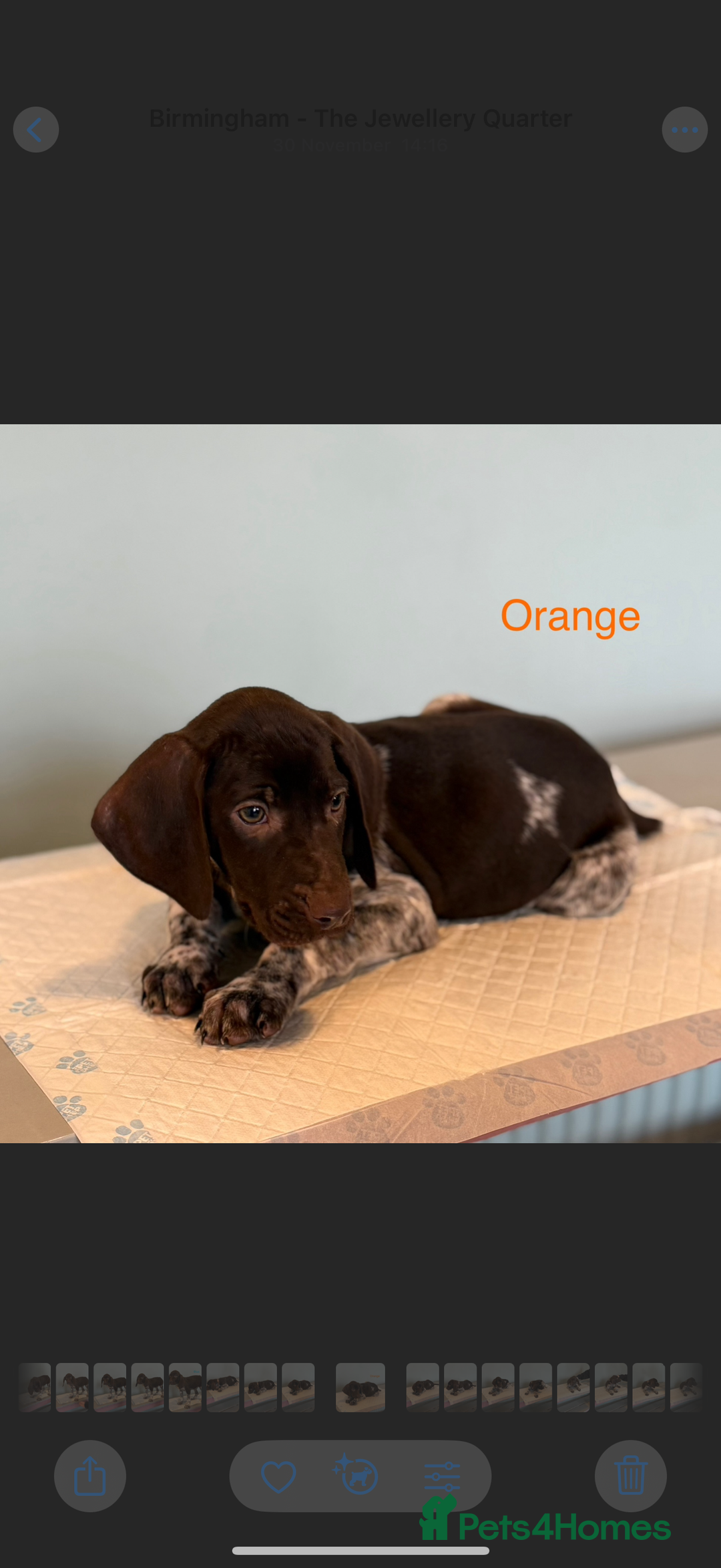 German Shorthaired Pointer dogs for sale: KC registered German Shorthair Pointer Puppy - Advert 4