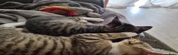 British Shorthair cats for sale: Tabbies kittens  in Newmarket - Advert 4